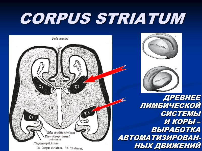 CORPUS STRIATUM ДРЕВНЕЕ ЛИМБИЧЕСКОЙ СИСТЕМЫ  И КОРЫ – ВЫРАБОТКА АВТОМАТИЗИРОВАН-НЫХ ДВИЖЕНИЙ